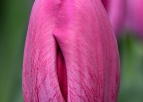 Tulipa Aragon ® (3)
